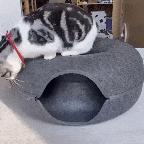 Котка в мека къщичка с форма на поничка