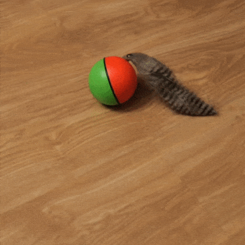 Котка играе с интерактивна видра