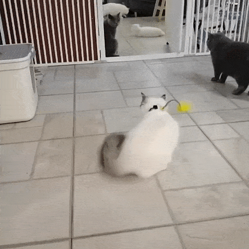 Котка играе с перце
