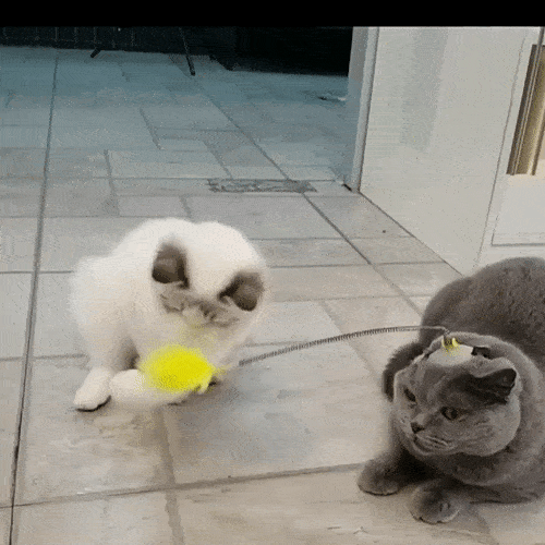 Активна игра за котки у дома