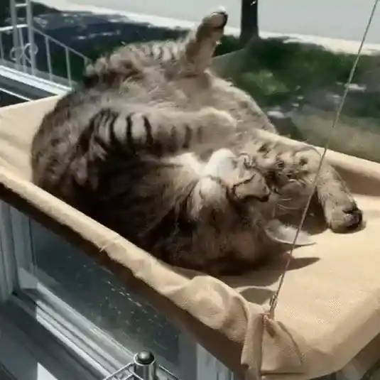 Котка почива в хамак, закрепен на прозорец