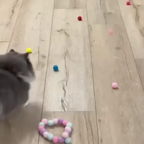 Котка играе с изстреляни меки помпони