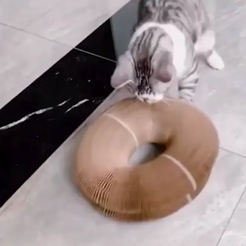 Котка играе с вградено топче в лабиринта