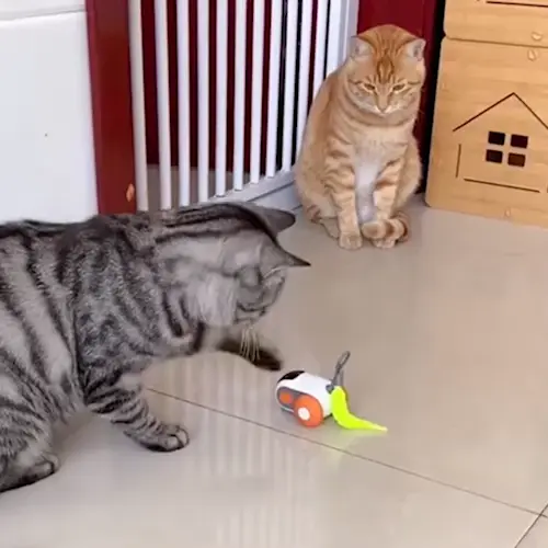 Количка за котка, която се задвижва при докосване