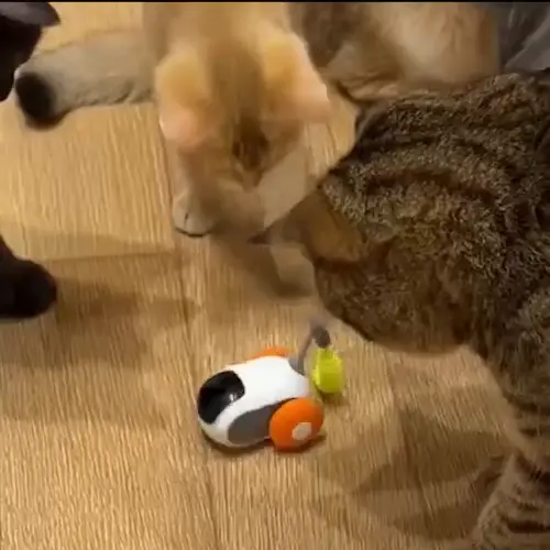 Интерактивна играчка за дом с няколко котки