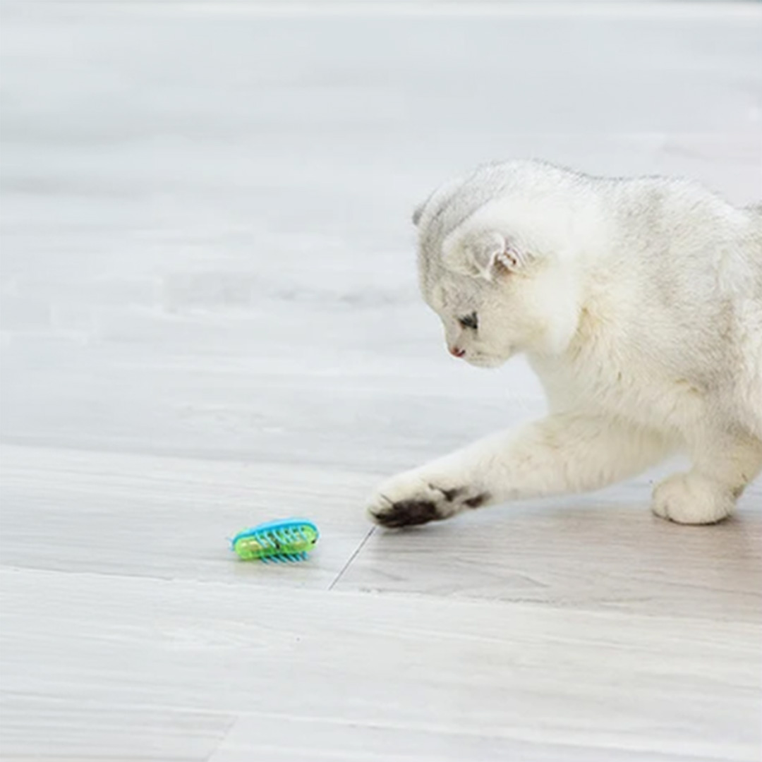 Котка играе с движеща се буболечка