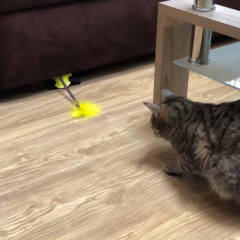Котка ловува перце на пода