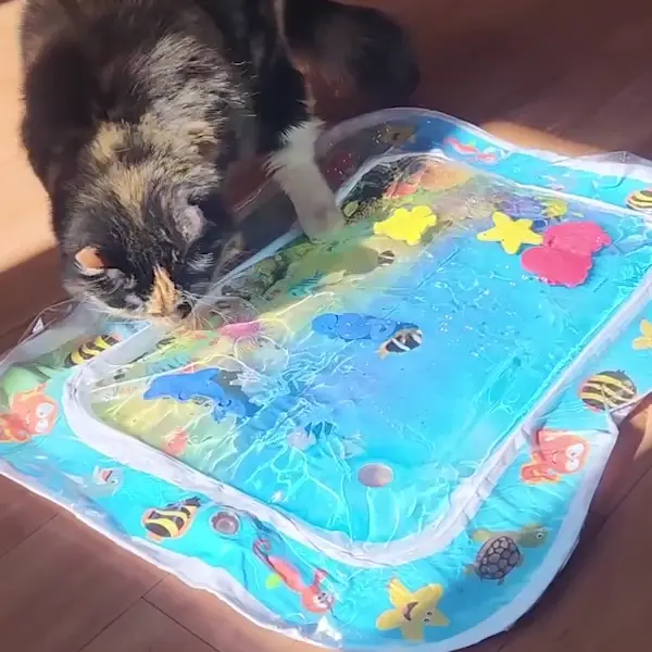 Котка играе с водна постелка с цветни рибки