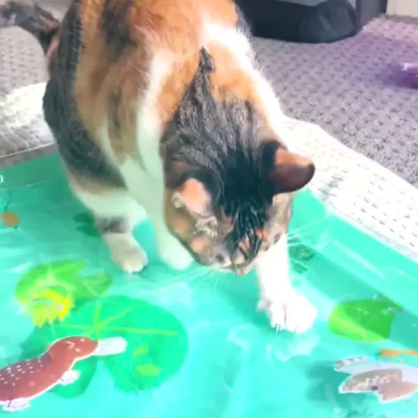 Тиха водна играчка за по-плашливи котки